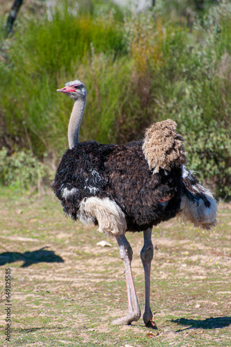 Lone ostrich, majestic against a vast African landscape. Long neck, searching eyes, a wild tale of the untamed savannah