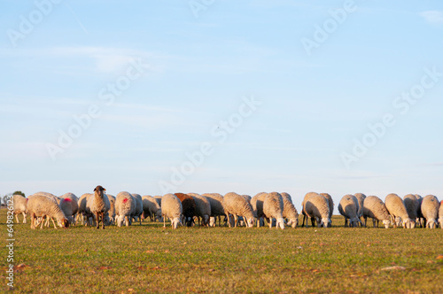 White lambs, green pastures, sunlit meadows. Traditional farming, rustic charm, heart of Spain's agricultural life