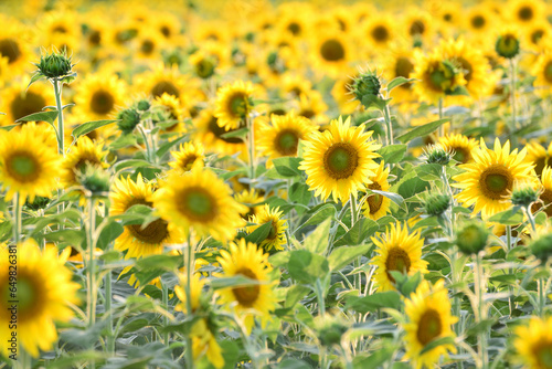 Beautiful field with young sunflower in Russia photo