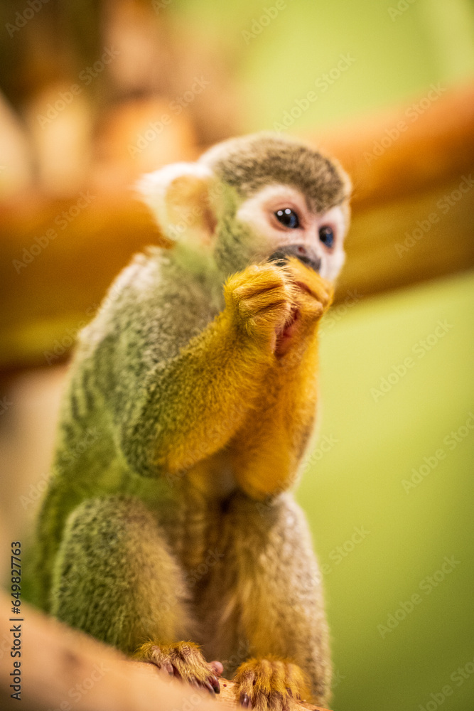 Fototapeta premium A young squirrel monkey, with its distinctive brown and white fur, sits with curiosity in a tropical rainforest reserve. Its expressive eyes and playful demeanor make it a captivating subject, epitomi