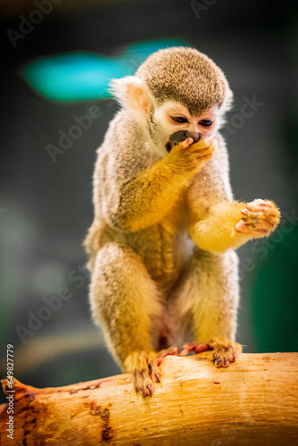 A young squirrel monkey, with its distinctive brown and white fur, sits with curiosity in a tropical rainforest reserve. Its expressive eyes and playful demeanor make it a captivating subject, epitomi