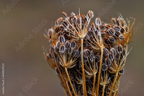 Macro photography of the fr...