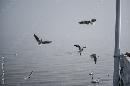 Seagulls fly around the pier on the seashore and try to grab food