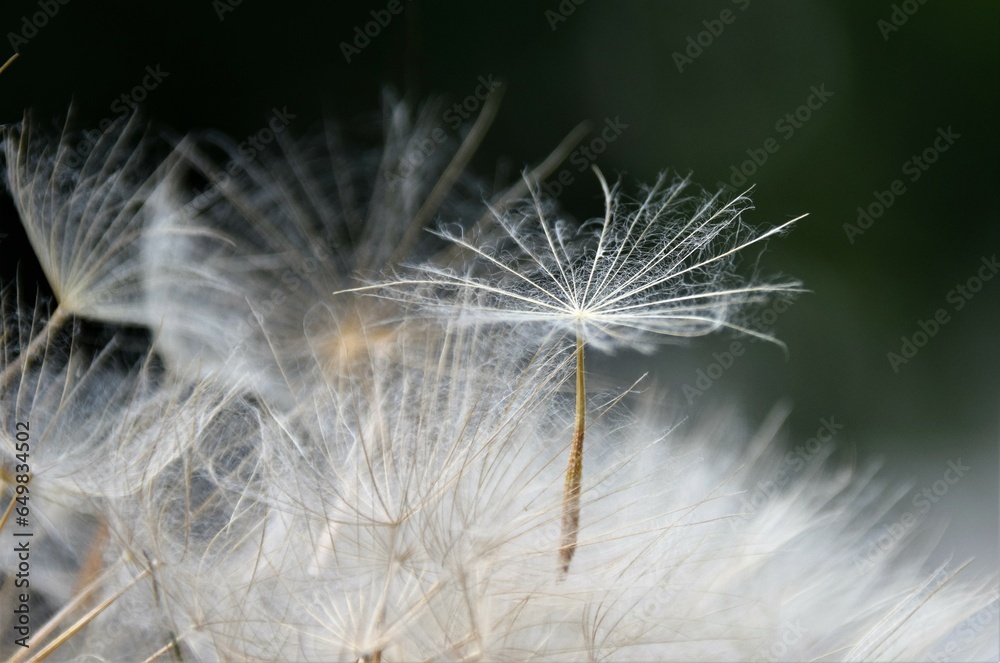 Fototapeta premium dandelion
