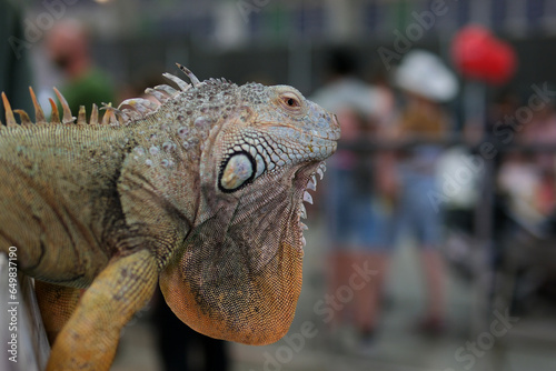 Wild iguana as seen in Parque seminario, also known as Parque de las Iguanas 