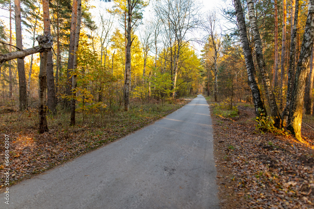 Asphalt road in the forest in autumn