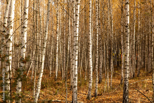 Trunks of young birches in the forest in autumn