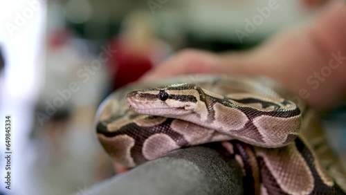 Bredli centralian carpet python snake sitting on a branch. High quality photo photo