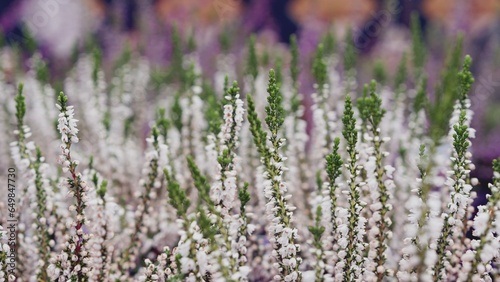 Heather flowers, close up detail of floral shrub foliage