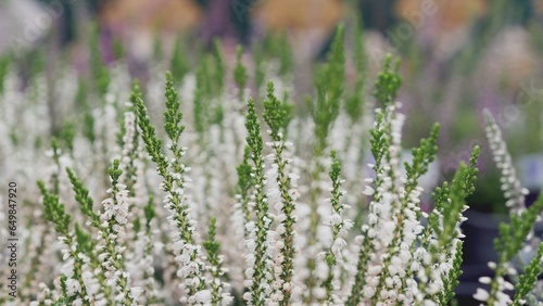 Heather flowers, close up detail of floral shrub foliage