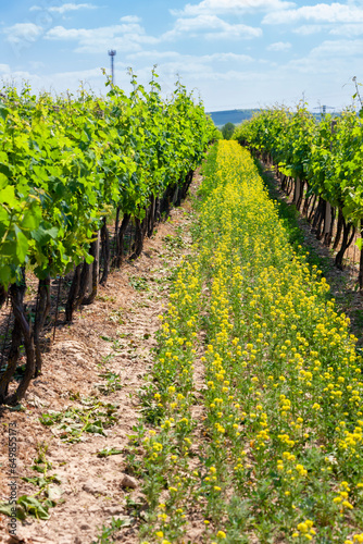 spring vineyard near Svatoborice-Mistrin, Southern Moravia, Czech Republic photo