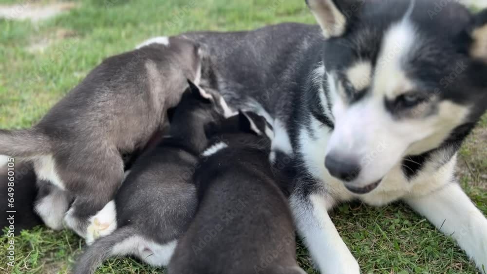 A group of Husky puppies eating isolated on a grass background A group of Husky puppies eating isolated on a grass background