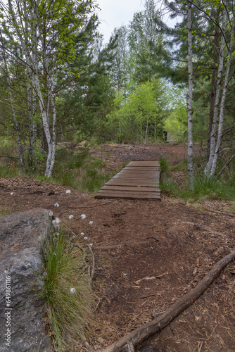 Peat bog near Soumarsky most (Soumarske raseliniste), Nation park Sumava, Czech Republic photo