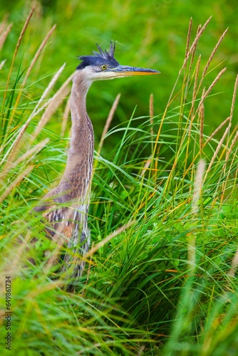 Great Blue Heron (Ardea Herodias) Standing In The Tall Grass; Skagway, Alaska, United States Of America photo