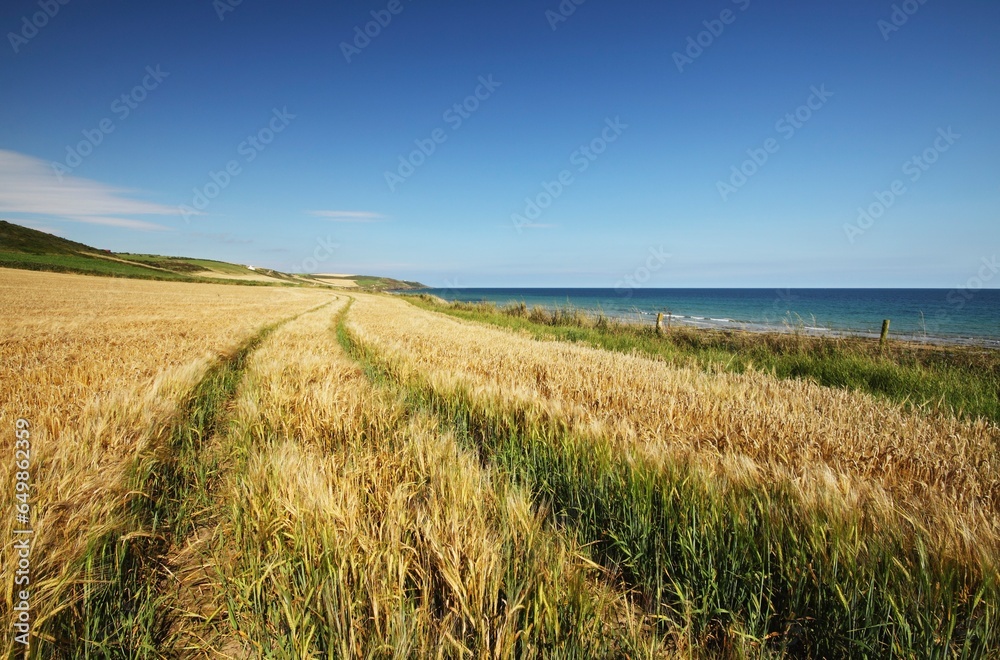 Wheat Field In East Cork In Munster Region; Ballybrannigan, County Cork, Ireland