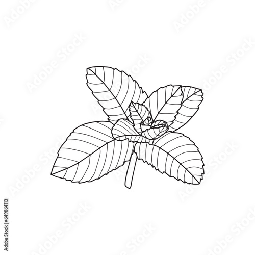 Ink sketch of mint. Isolated on white background. Hand drawn vector illustration. Retro style.