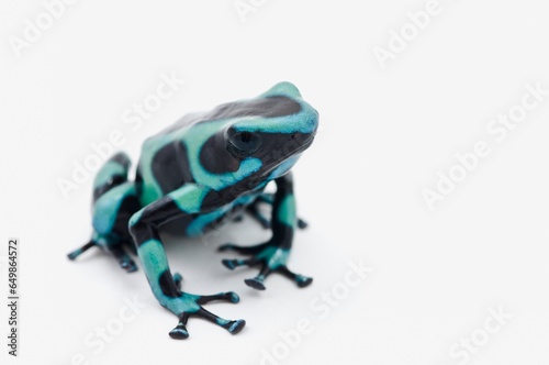 Black And Green Poison Dart Frog (Dendrobates Auratus)