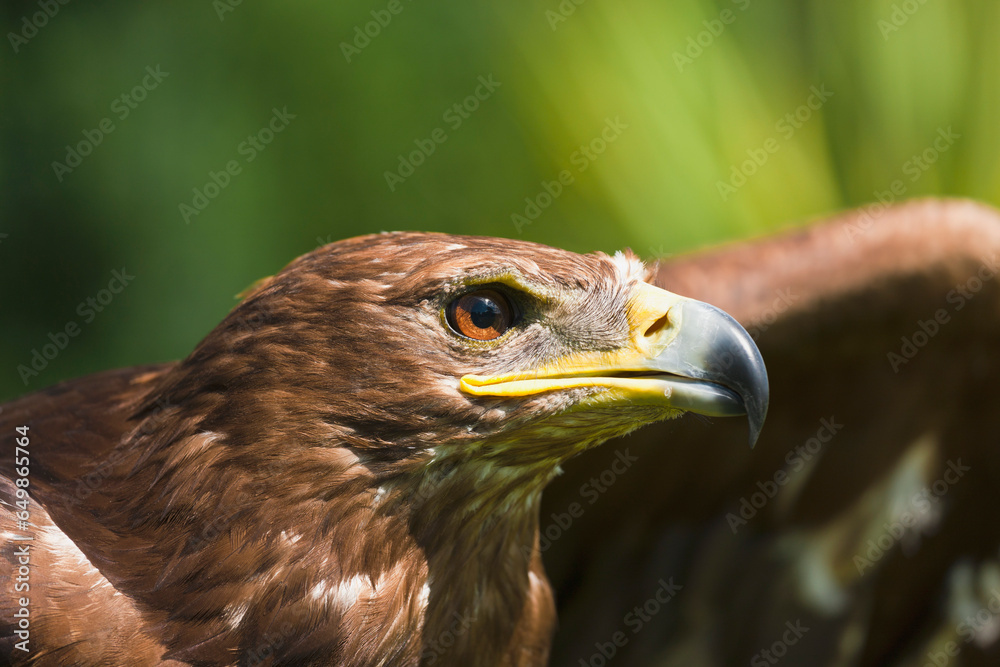 The Head Of An Eagle; Windermere, Cumbria, England The Head Of An Eagle; Windermere, Cumbria, England