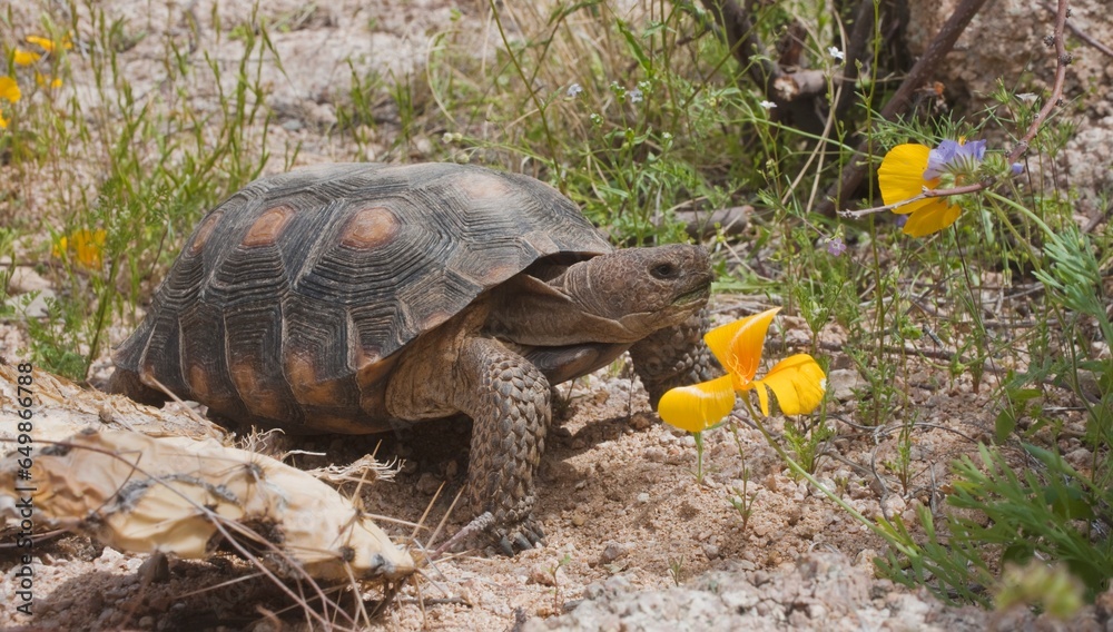 Desert Tortoise (Gopherus Agassizii) Passes A Gold Poppy (Eschscholzia Sp.) In Rocky Desert Upland; Arizona, United States Of America Desert Tortoise (Gopherus Agassizii) Passes A Gold Poppy (Eschscholzia Sp.) In Rocky Desert Upland; Arizona, United States Of America