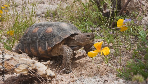 Desert Tortoise (Gopherus Agassizii) Passes A Gold Poppy (Eschscholzia Sp.) In Rocky Desert Upland; Arizona, United States Of America