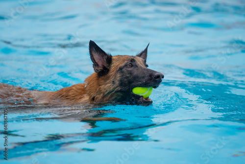 dog in water with a toy