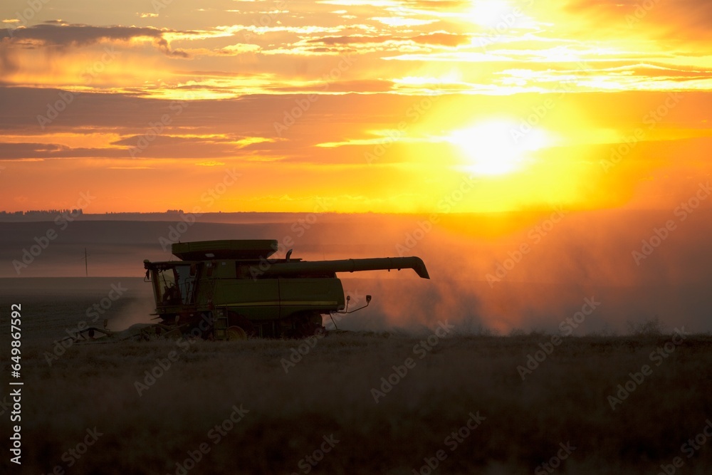 Fototapeta premium A Combine Harvester Drives Over A Canola Field At Sunset; Three Hills, Alberta, Canada