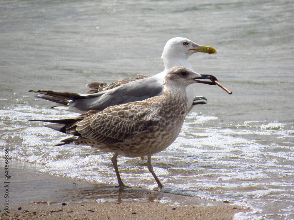 Obraz premium seagull on the beach