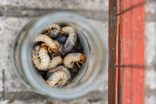 May-beetle larvas in the jar