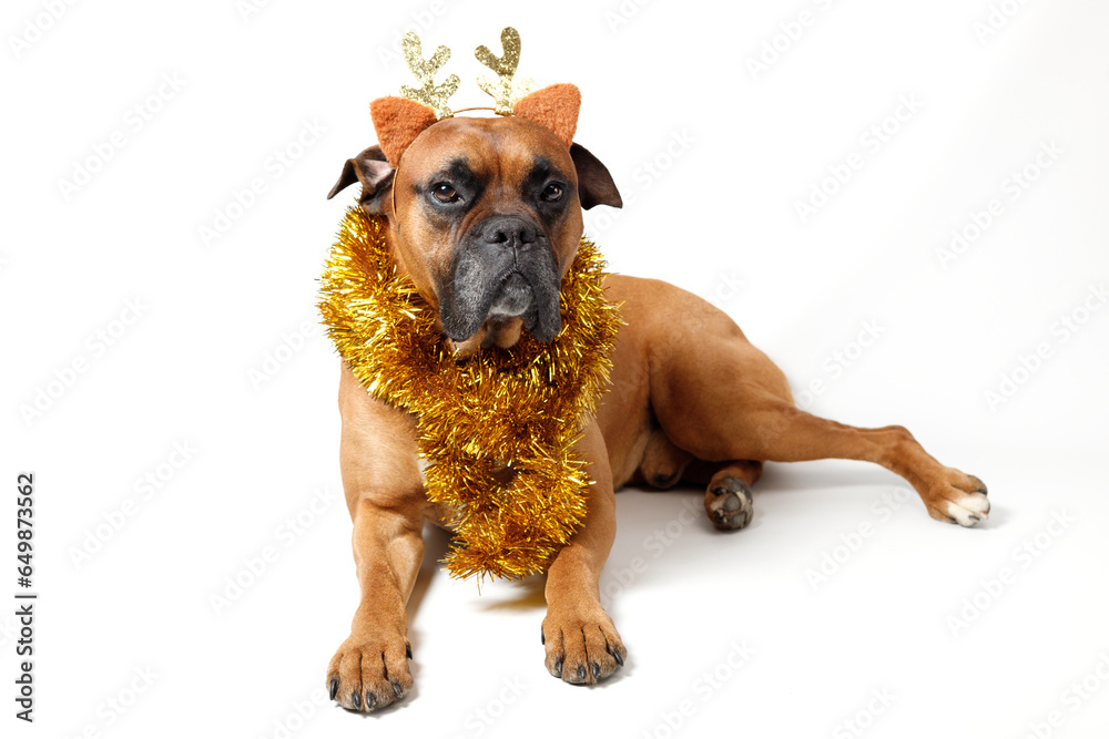 portrait of cute boxer dog in a New Year's garland on a white isolated background. New Year's and Christmas