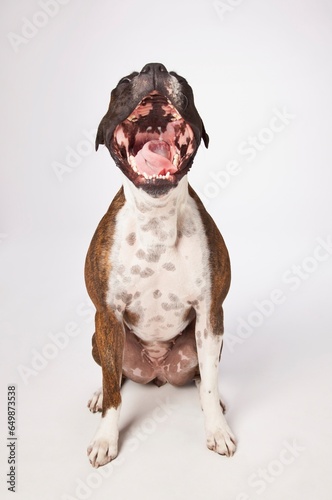 Portrait Of Boxer Dog Yawning