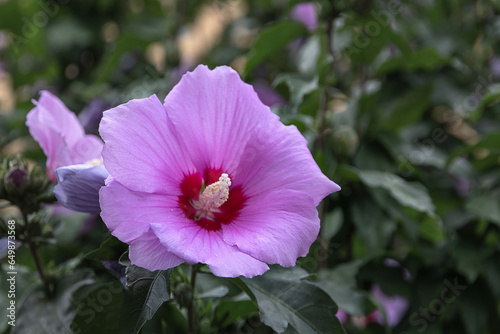 Purple hibiscus flower on a green background. Syrian hibiscus with green foliage on the background of nature. Lilac hibiscus flower. A beautiful hibiscus flower on a branch. 