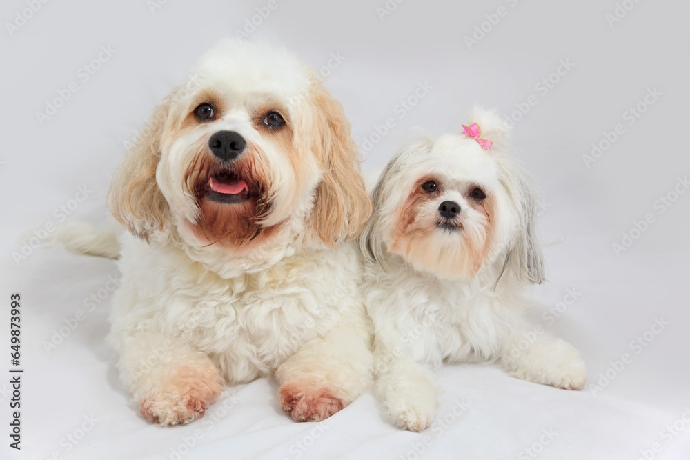 Two Bichon Frise Dogs