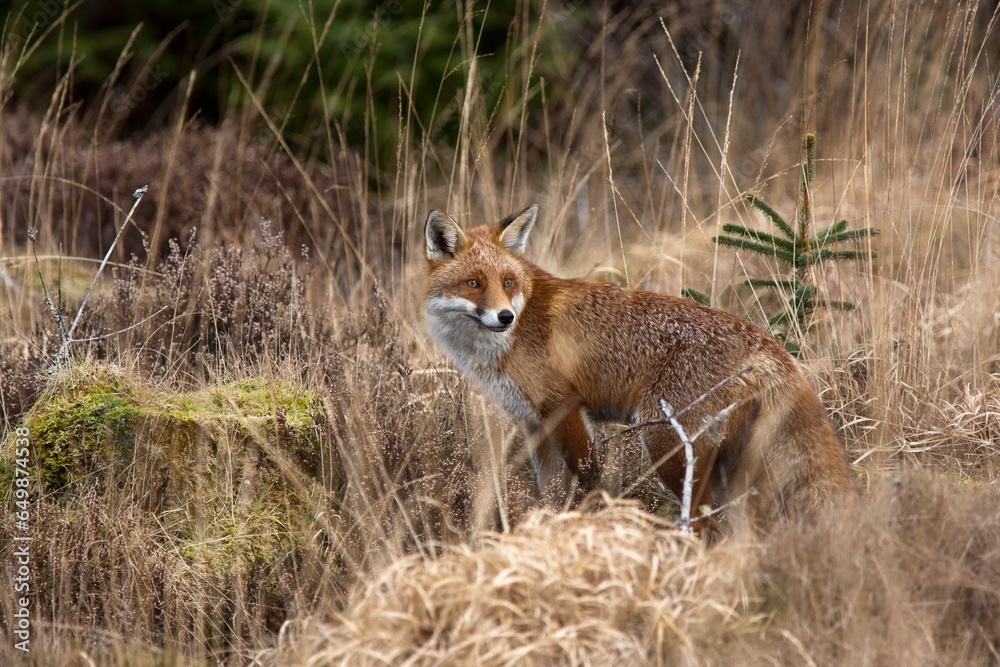 A Red Fox (Vulpes Vulpes) Standing In Brown Grass; Dumfries, Scotland A Red Fox (Vulpes Vulpes) Standing In Brown Grass; Dumfries, Scotland