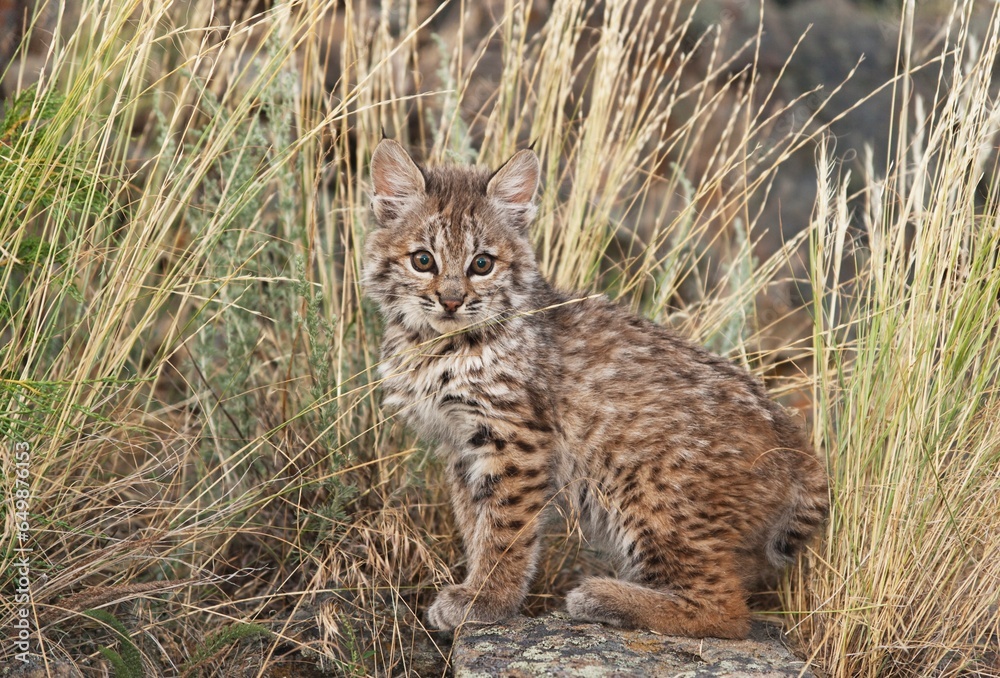 Bobcat (Felis Rufus) Kitten Sits Amid Wild Grasses; Montana, United States Of America Bobcat (Felis Rufus) Kitten Sits Amid Wild Grasses; Montana, United States Of America