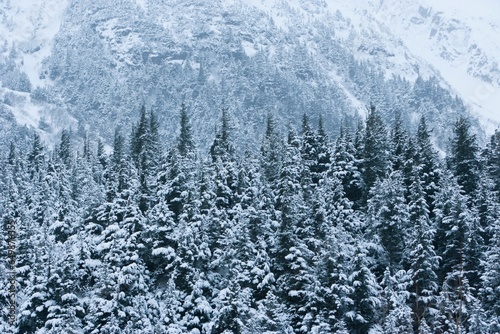Fotografía Conifer Forest Shrouded In Snow And Fog With Mountain Backdrop, Along The Portag