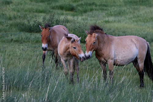 Takhi wild horses in Hustai N.P., Mongolia photo