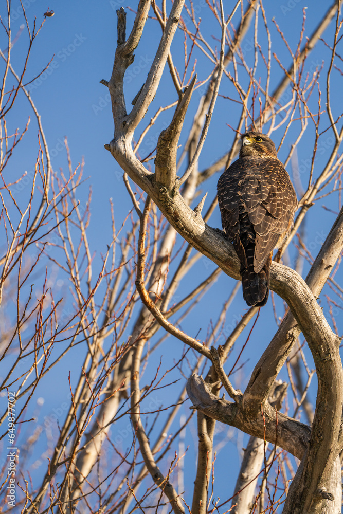 A New Zealand falcon, karearea, sits on a leafless branch. The blue sky is clear behind it. A New Zealand falcon, karearea, sits on a leafless branch. The blue sky is clear behind it.