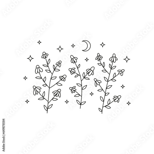 Doodle celestial chamomile flowers.