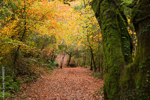 Leaves Covering A Path Through The Forest In Autumn Near Glengarriff; County Cork Ireland photo