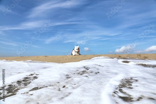 Husky sur la plage de Saint Cyprien Pyrénées orientales