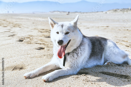 Husky sur la plage de Saint Cyprien Pyrénées orientales