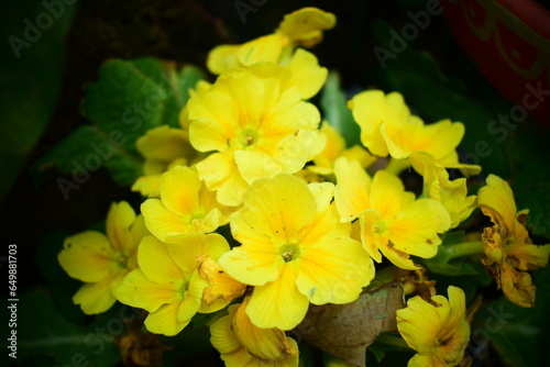 yellow flowers in garden