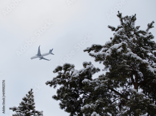 plane in the sky, pine branches
