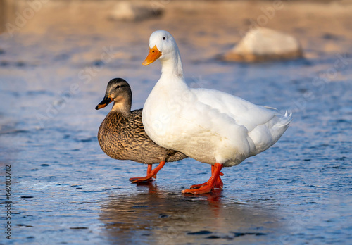 A female Mallard duck standing next to an American Pekin duck shows the striking size difference between the two breeds.