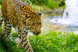 Amur leopard, Panthera pardus orientalis walks around the lake