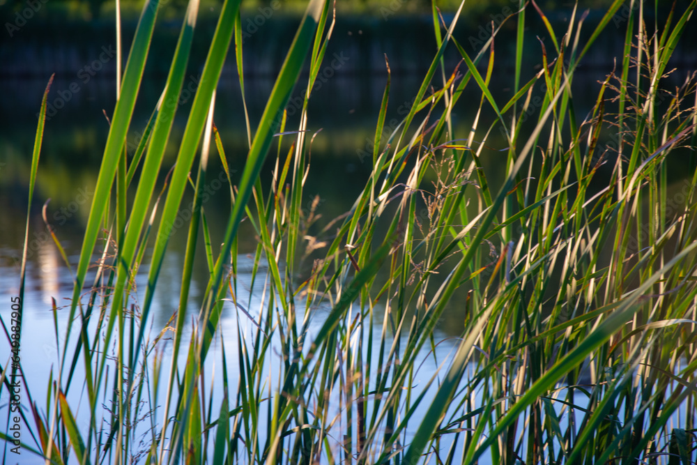 Obraz premium Beautiful nature background of green and brown reeds / grasses flowing in the wind