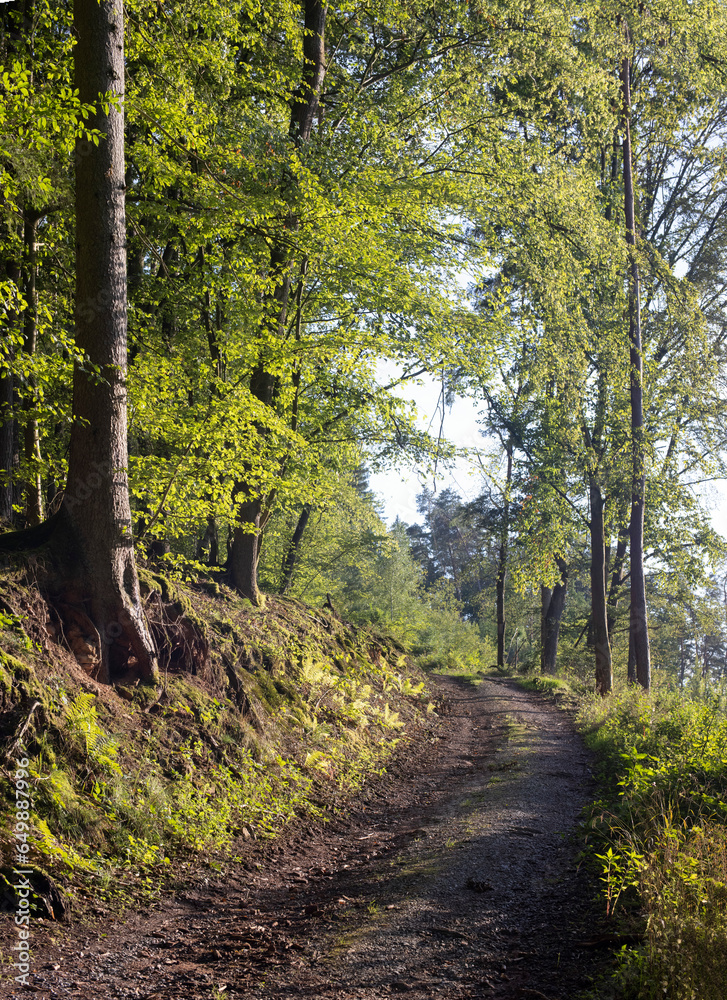 Obraz premium path in the forest with beautiful colors in the afternoon sun