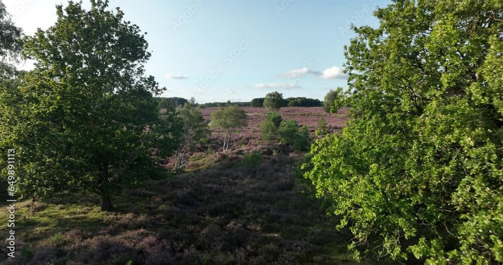 Nature of the Netherlands, green and purple blossoming heather ground. Veluwe blooming ecology in Holland, nature reserve.