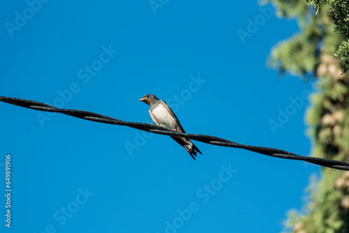 Swallow standing on an electric cable near the facade of a house, in an extremely hot summer due to excessive fumigation from airplanes © Roberto