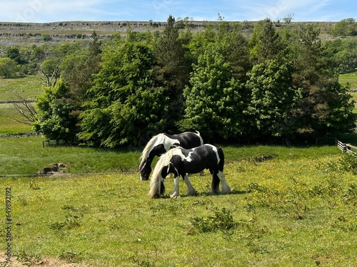 Landscape, with horses grazing on, long grasses, and wild plants, with trees and hills in the distance near, Chapel le Dale, UK photo